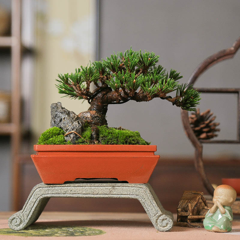 千寿丸黑松中式常青盆景一物一拍