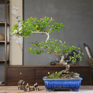 孤品大别山山里红老桩开花造型盆景室内庭院好养净化空气养生盆景