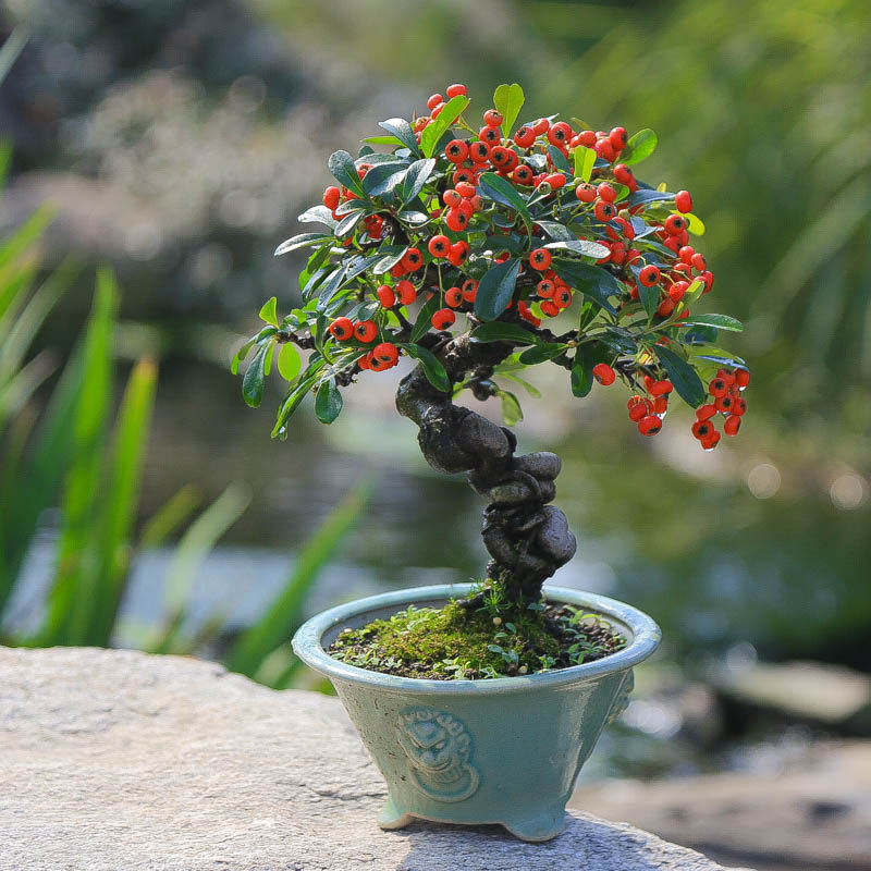 孤品韩国火棘满果质感苍劲优美