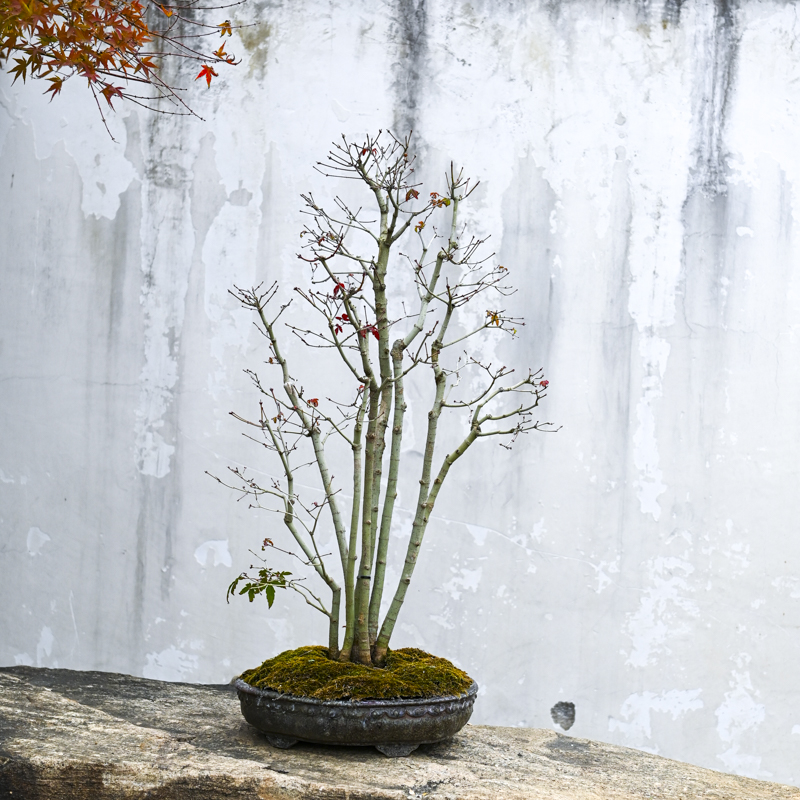 孤品盆景一物一拍枫树老桩