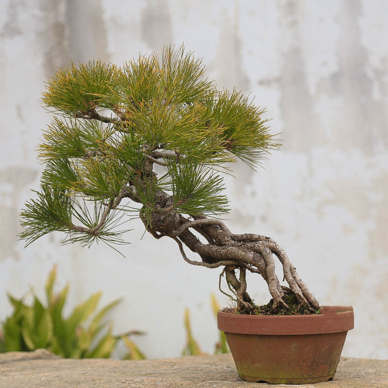 孤品黄山松造型老树盆景庭院产地直销中式盆景意境精品高端收藏