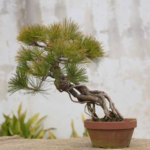 孤品黄山松造型老树盆景庭院产地直销中式盆景意境精品高端收藏