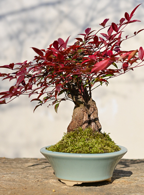 火焰南天竹造型老桩盆景盆栽室内红叶北欧风过年盆栽红火年宵花