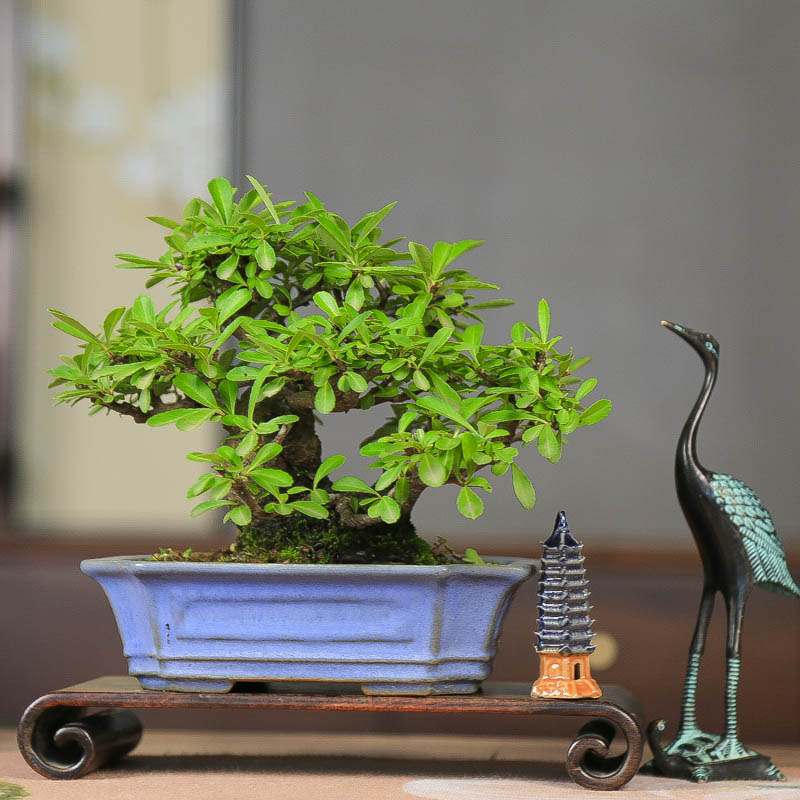 孤品矮霸火棘小老桩开花结果盆景