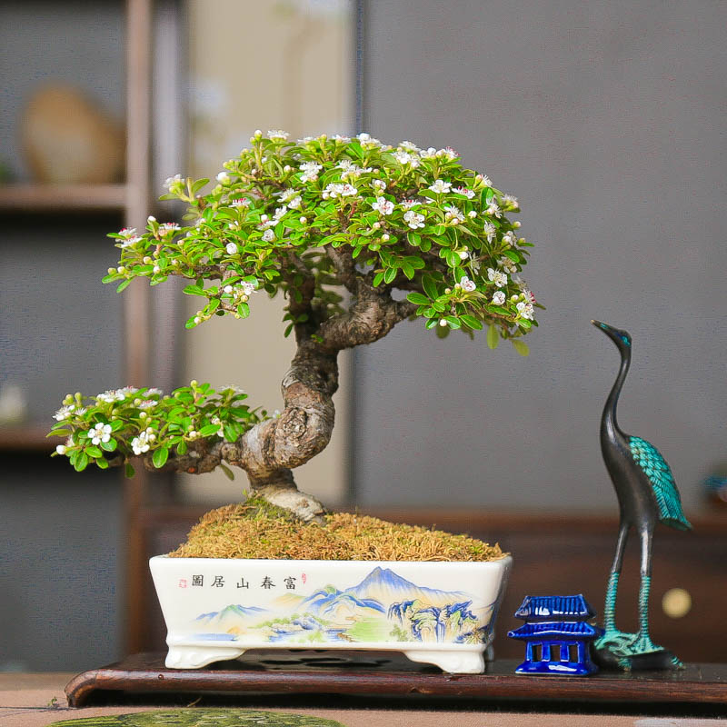 孤品荀子白紫檀原生年功老桩造型盆景观花观果观红叶