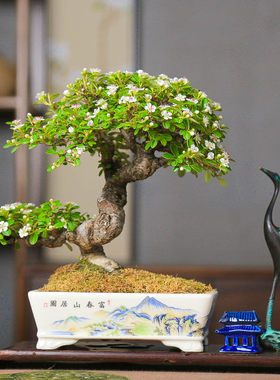 孤品荀子白紫檀原生年功老桩造型盆景观花观果观红叶