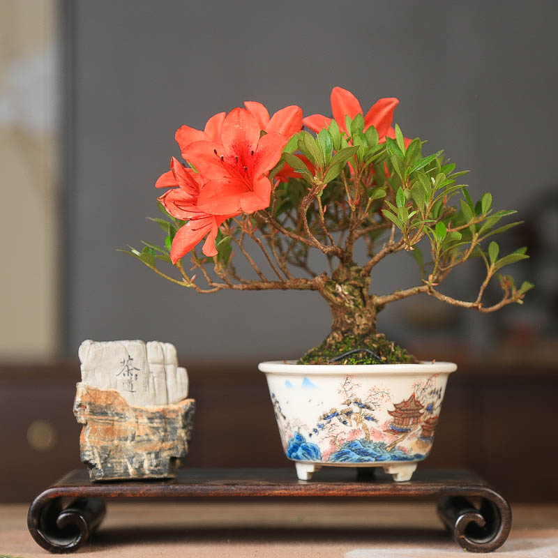 孤品皋月杜鹃花缀四季开花微型