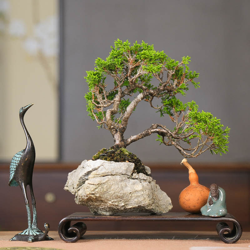 孤品原生系鱼川真柏天然石头盆景