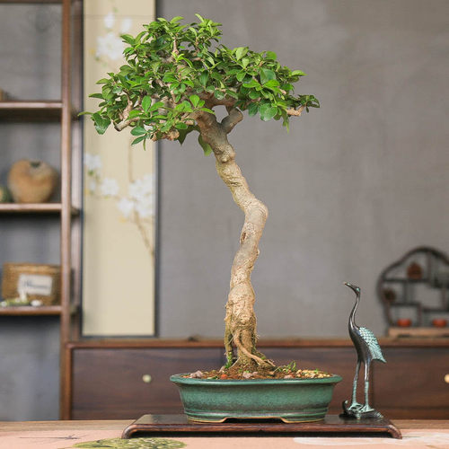 孤品老茶树好养开花四季常青盆景