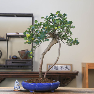 孤品大别山小叶小果山里红白花红果观赏盆景高端摆件送人实物实拍