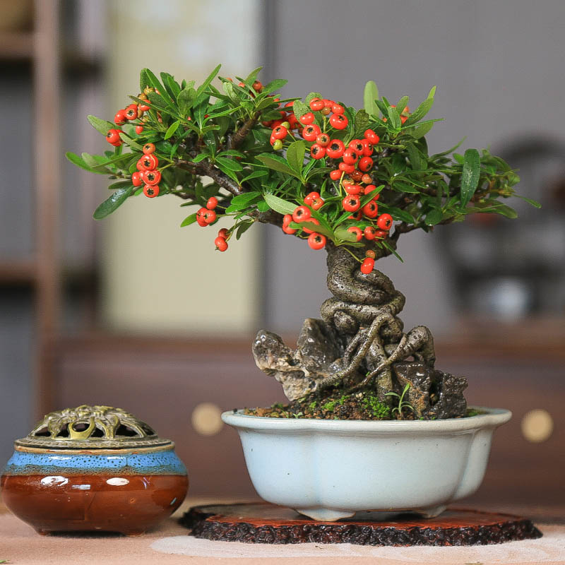 孤品火棘韩国提根开花挂果微盆景