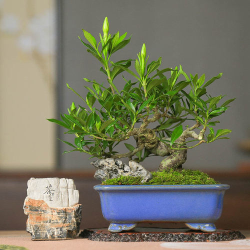 孤品清誉栀子花附石带花苞盆景