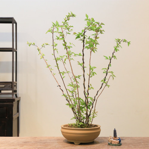 孤品山采丛林小野花一本多杆造型盆景野趣十足观叶观花