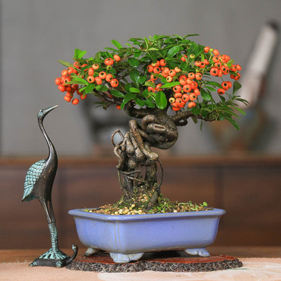 孤品火棘韩国进口提根造型盆景