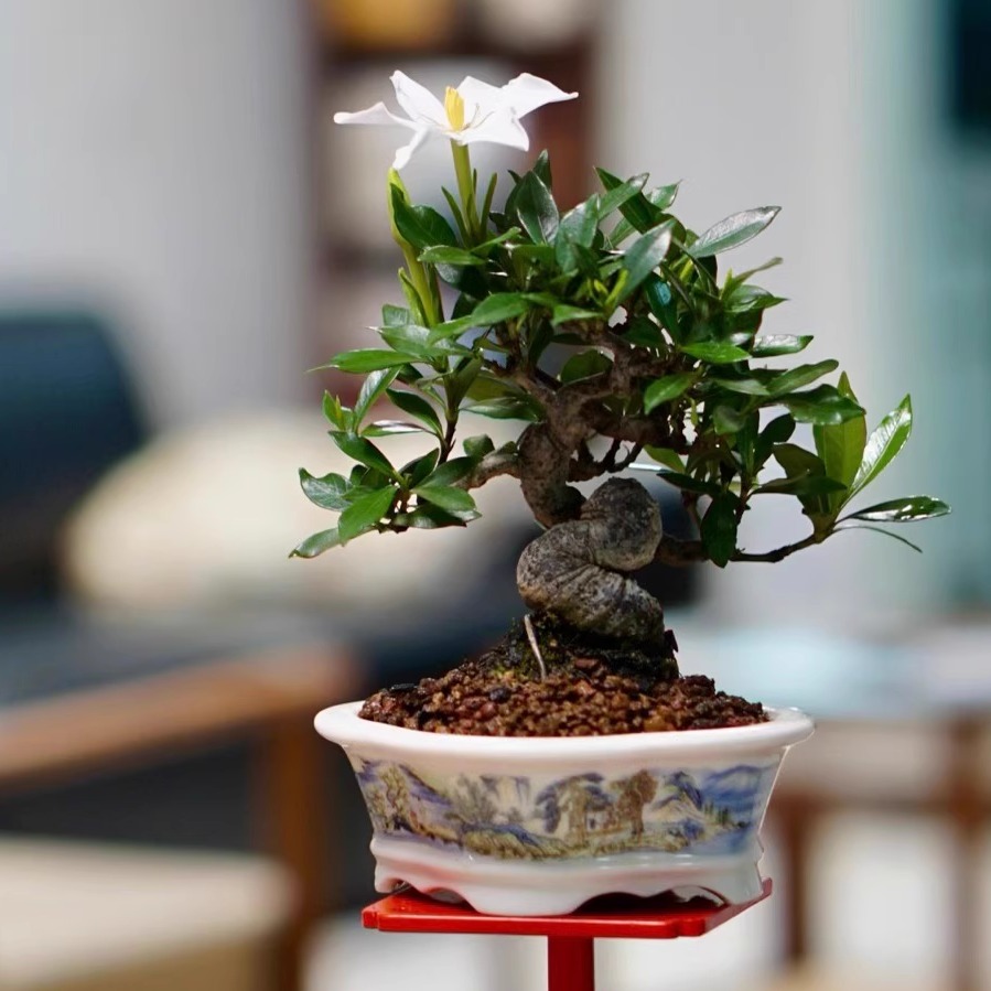 栀子花开花结果浓香花卉小品盆景