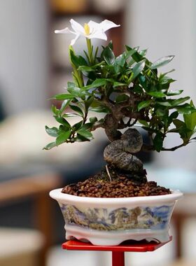 栀子花开花结果浓香花卉小品盆景