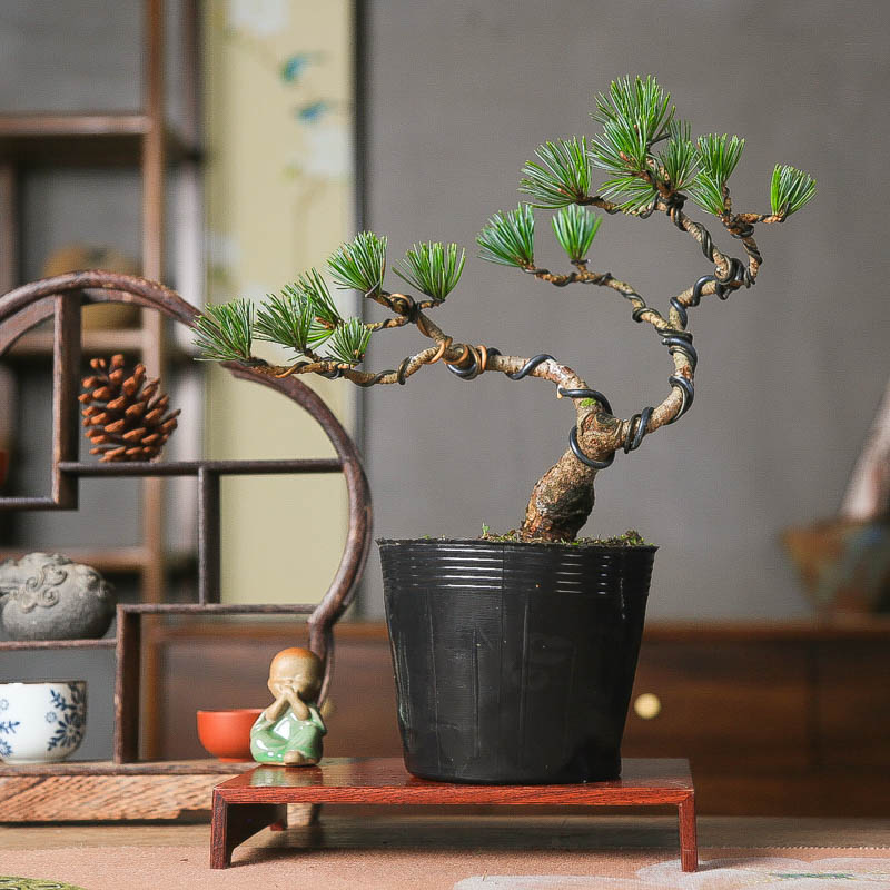 宫岛五针松小品造型盆景美观常青