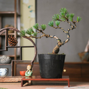 宫岛五针松小品造型盆景美观四常长青基地直销短针新手所见即所得