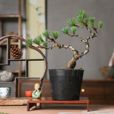 宫岛五针松小品造型盆景美观常青