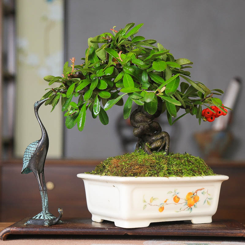 孤品韩国火棘矮霸提根开花挂果