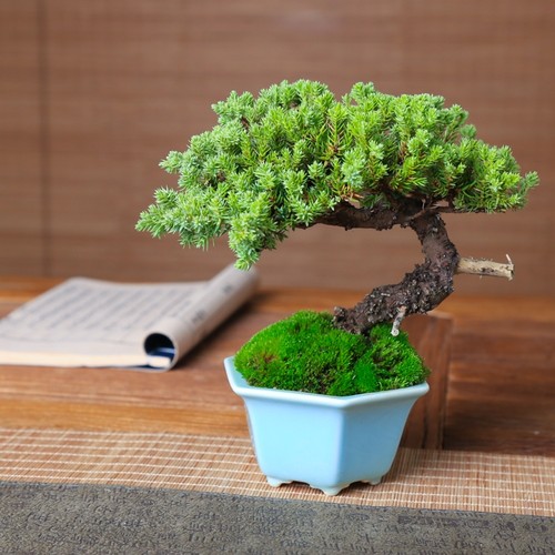 新西兰珍珠柏四季常青造型小盆景