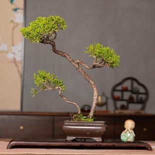 济州真柏常青柏树盆景小品掌中宝茶室桌面摆放喜阳耐寒文人造型