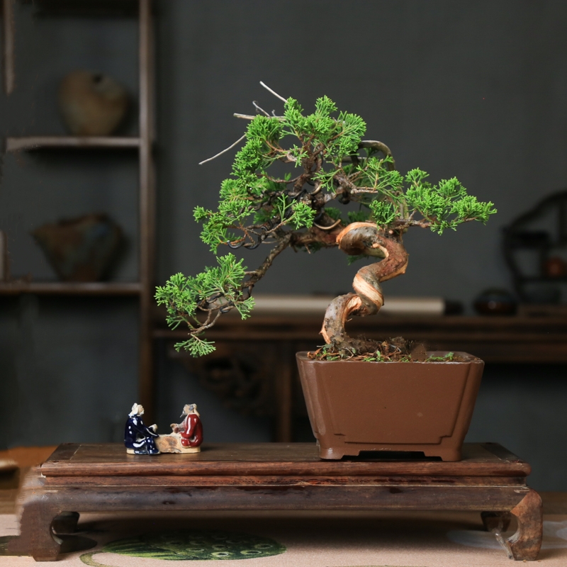 中式造型盆景系鱼川真柏原生桩