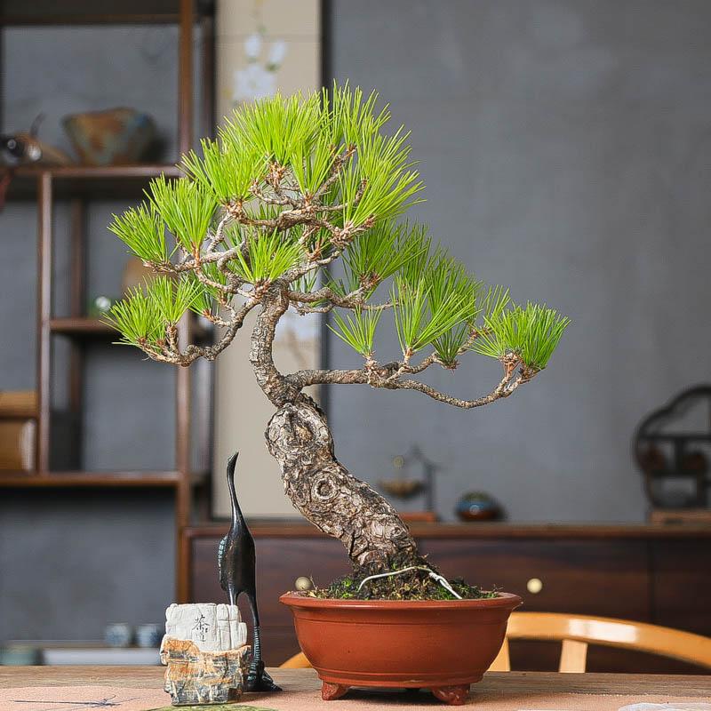 孤品黑松曲干产地直销造型盆景