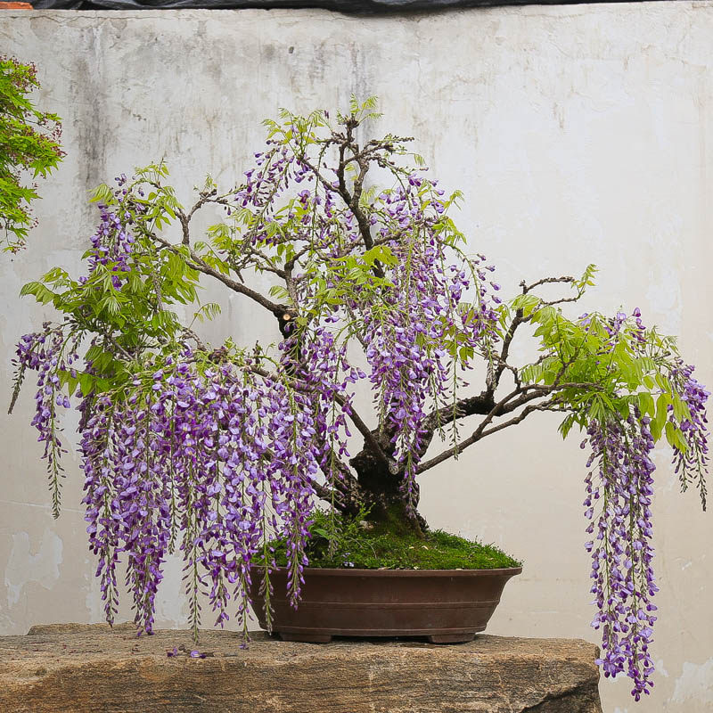 孤品进口紫藤黑龙多花丰花长穗盆景爆花机器四季常青基地直销盆景,鲜花速递/花卉仿真/绿植园艺,造型盆景,淘宝优惠券,粉丝福利购,淘宝优惠卷