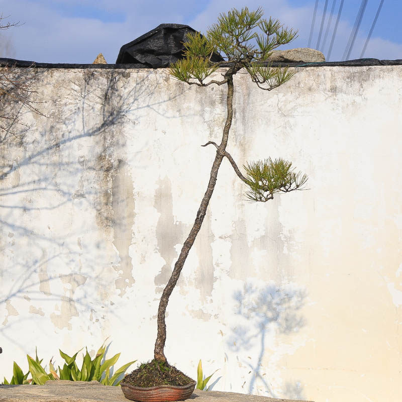 孤品文人精品大型黄山松老桩造景庭院室内外高档送人实物实拍,鲜花速递/花卉仿真/绿植园艺,造型盆景,淘宝优惠券,粉丝福利购,淘宝优惠卷