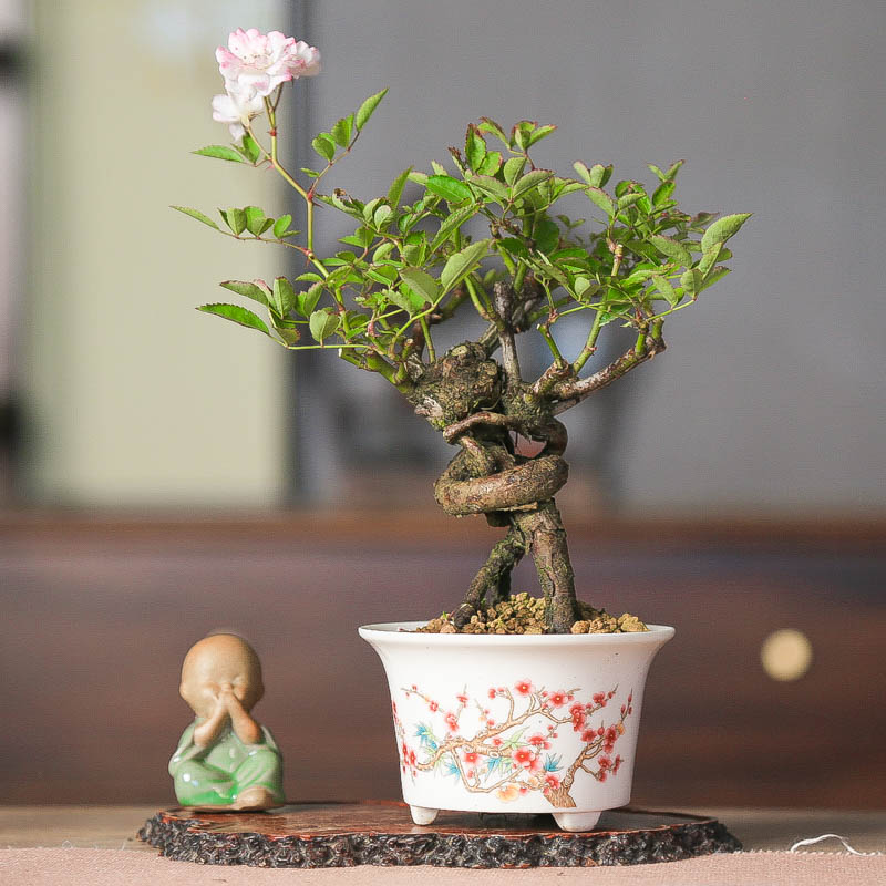 原生白花提根姬月季雪莹微型盆景