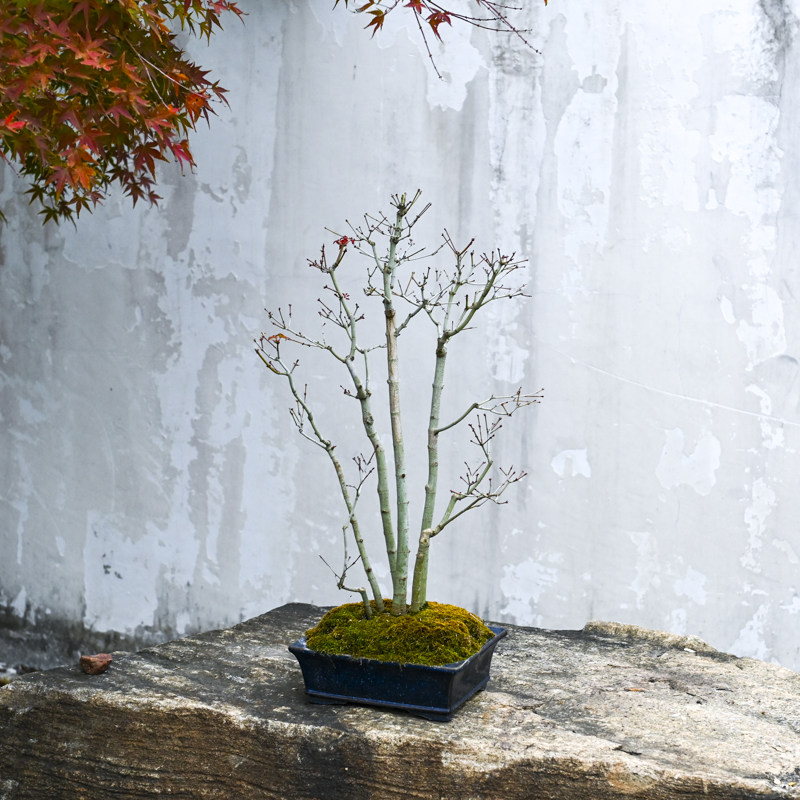 孤品丛林鸡爪槭秋季红叶老桩庭院阳台好养枫树精品盆景一物一拍,鲜花速递/花卉仿真/绿植园艺,造型盆景,淘宝优惠券,粉丝福利购,淘宝优惠卷