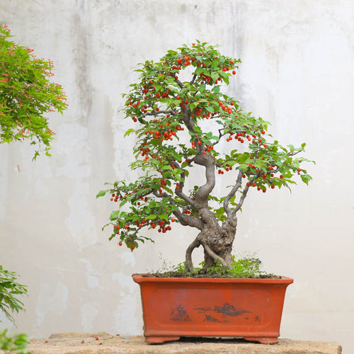 孤品小叶胡秃子开花结果稀有老桩