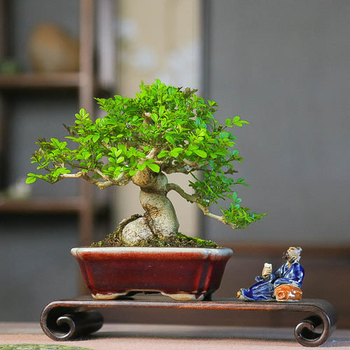 孤品精品矮霸对节白蜡盆景观叶