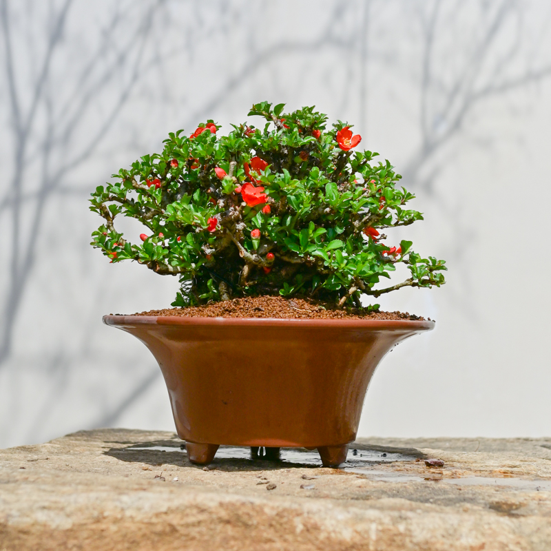 孤品日本红花一号长寿梅盆景