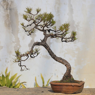 孤品临水造型黄山松老桩爆皮意境好中式茶桌办公室摆件基地直销