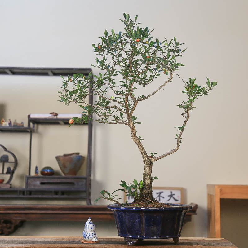 孤品大别山老桩山里红小叶小果