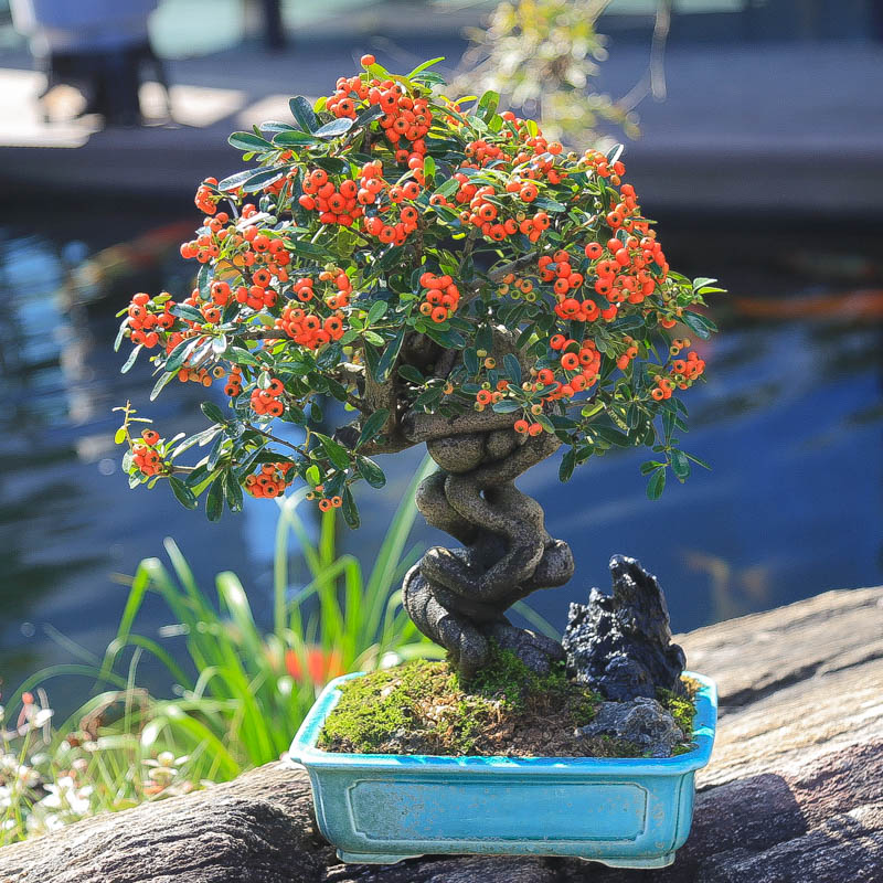 孤品韩国火棘提根附石原生满树果