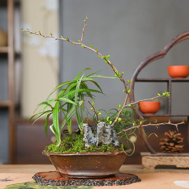 孤品姬旱伞长寿梅附石组合盆景