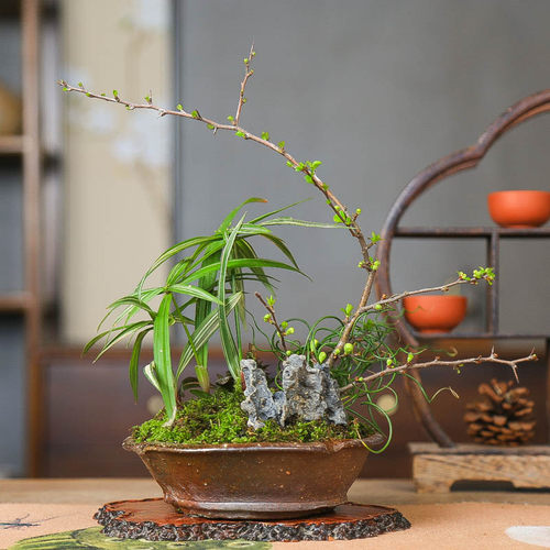 孤品姬旱伞长寿梅附石组合盆景