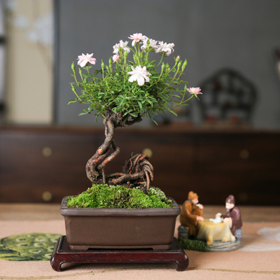 原生月季姬乙女老桩造型盆景