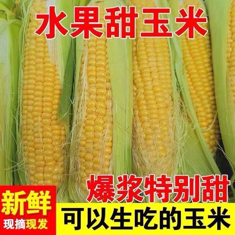 广西水果玉米农家玉米苞谷新鲜带皮发货3/5斤包邮