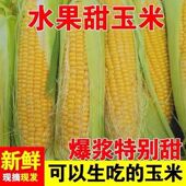 包邮 广西水果玉米农家玉米苞谷新鲜带皮发货3 5斤
