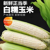 广西新鲜白糯玉米3 包邮 8斤广西香甜软糯玉米棒子粘苞谷米现摘