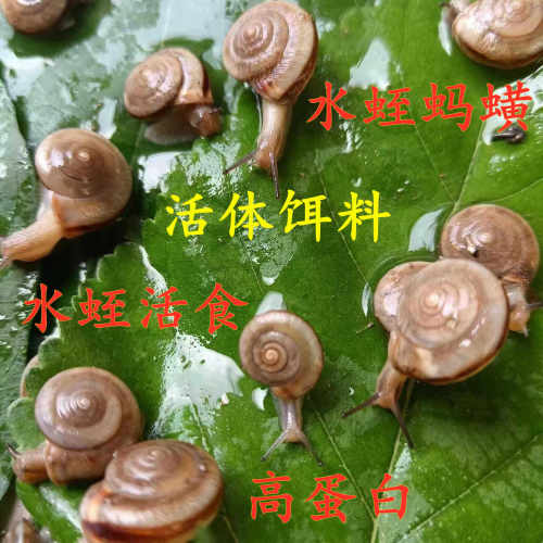 蚂蟥食物乌龟食物饵料蜗牛