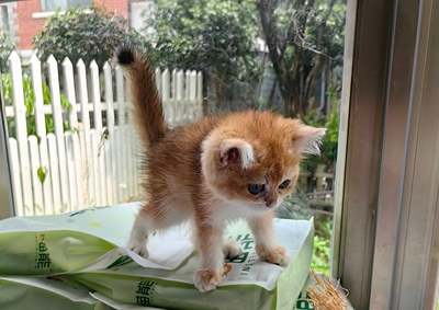 包邮英短12色纯种金渐层英国短毛猫伴侣幼猫宠物猫咪活体广西猫舍