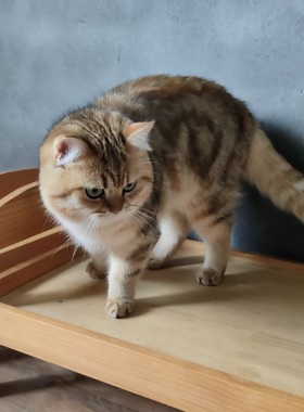 英短稀有22色大理石纹金虎斑金渐层虎斑弟弟宠物伴侣猫舍猫咪