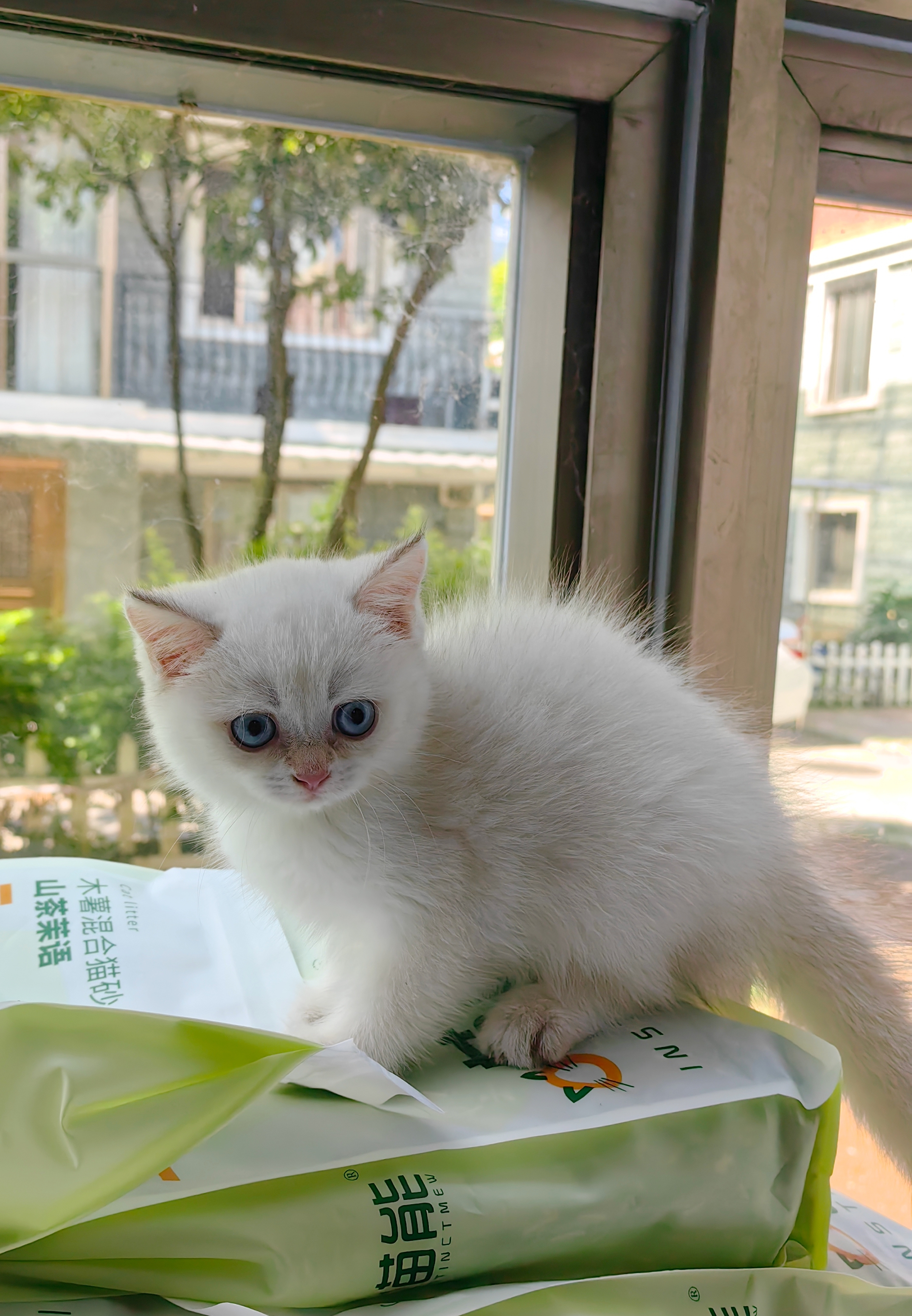 包邮纯种英短金点猫幼猫金渐层重点色幼崽蓝眼睛活物宠物猫咪猫舍