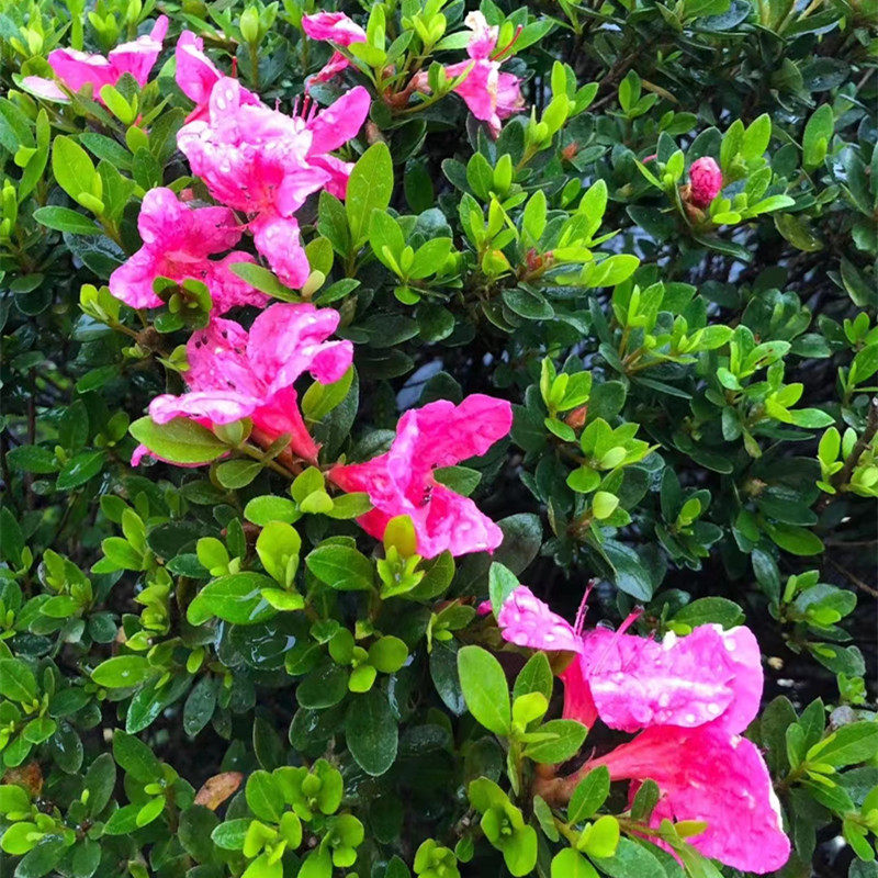 略成园艺花园植物紫鹃杜鹃花rhododendron pulchurum zijuan