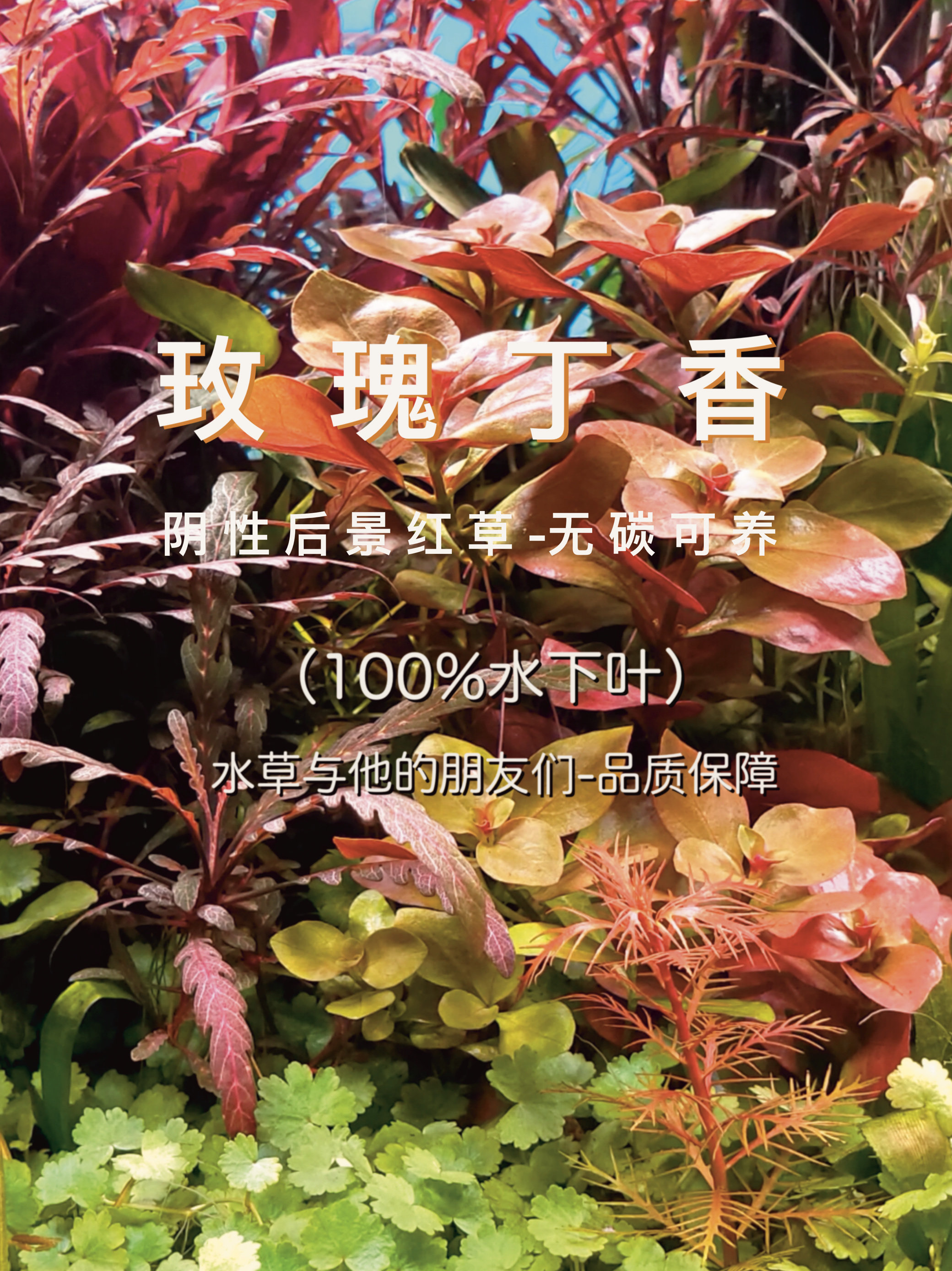玫瑰丁香(100%水下叶)阴性水草后景红草,易活易养不死无碳速生